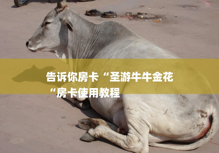 告诉你房卡“圣游牛牛金花
“房卡使用教程