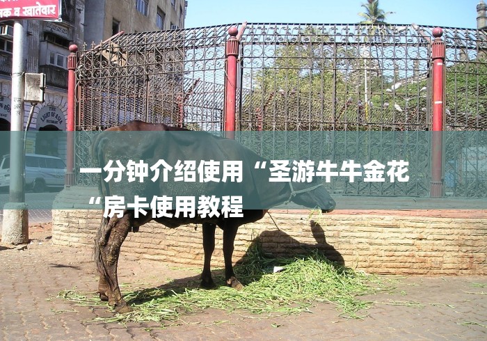 一分钟介绍使用“圣游牛牛金花
“房卡使用教程 一分钟介绍使用“圣游牛牛金花
“房卡使用教程