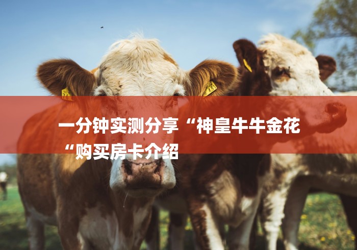 一分钟实测分享“神皇牛牛金花
“购买房卡介绍 一分钟实测分享“神皇牛牛金花
“购买房卡介绍