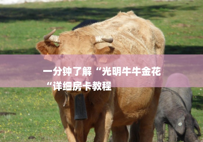 一分钟了解“光明牛牛金花
“详细房卡教程