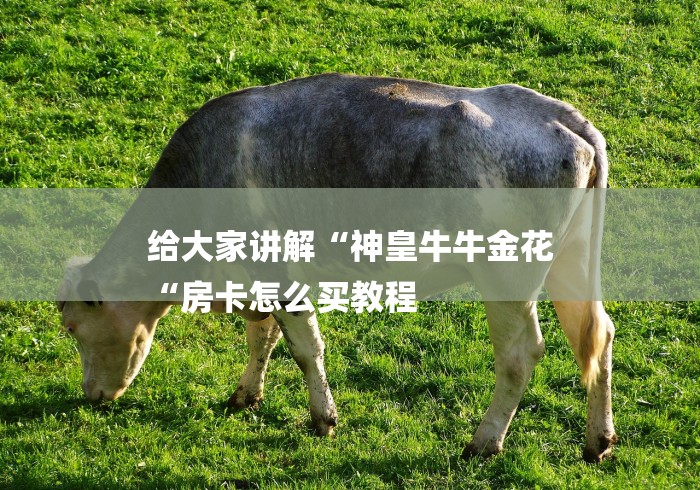 给大家讲解“神皇牛牛金花
“房卡怎么买教程 给大家讲解“神皇牛牛金花
“房卡怎么买教程