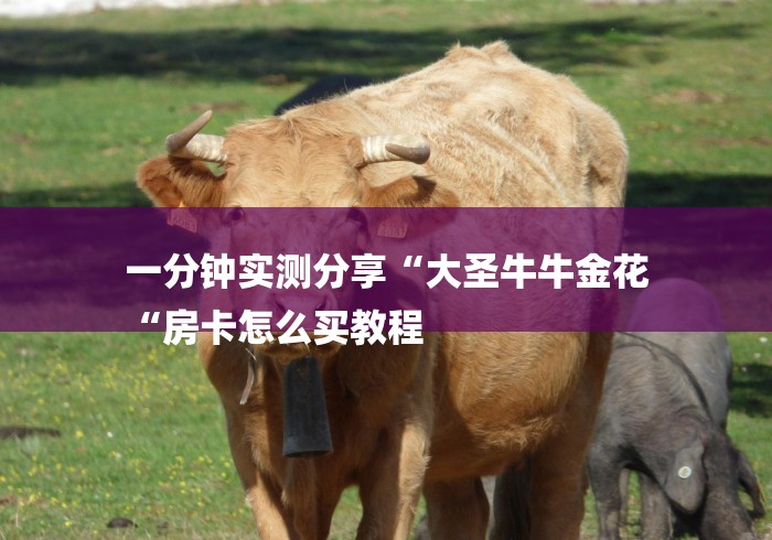 一分钟实测分享“大圣牛牛金花
“房卡怎么买教程