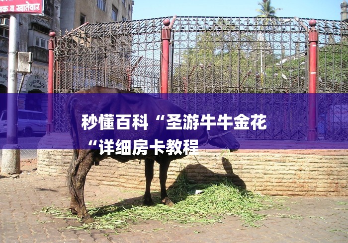 秒懂百科“圣游牛牛金花
“详细房卡教程 秒懂百科“圣游牛牛金花
“详细房卡教程