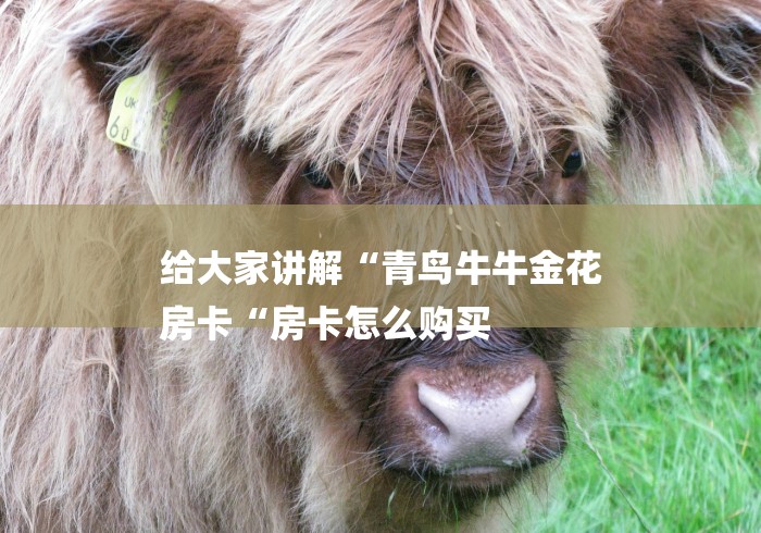 给大家讲解“青鸟牛牛金花
房卡“房卡怎么购买 给大家讲解“青鸟牛牛金花
房卡“房卡怎么购买